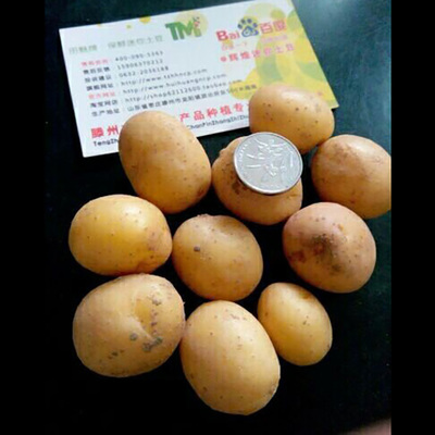 江西南昌迷你小土豆小洋芋小马铃薯